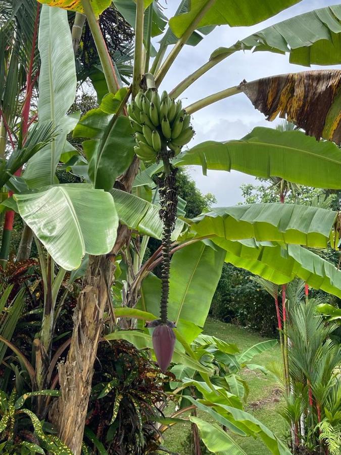 Suenos De Amor! Hermoso Y Acogedor Lugar Quepos Eksteriør bilde