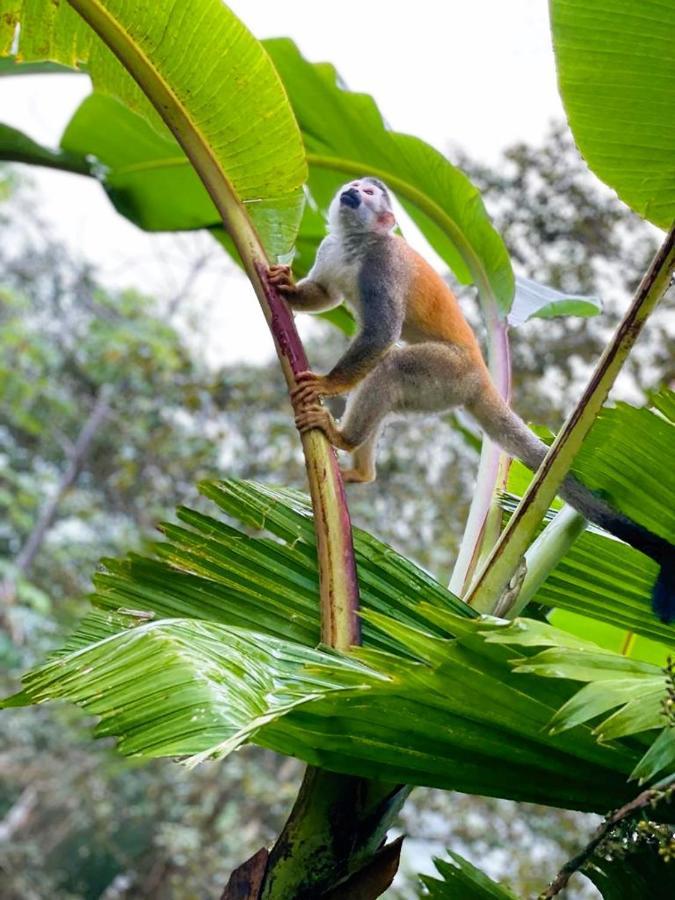 Suenos De Amor! Hermoso Y Acogedor Lugar Quepos Eksteriør bilde