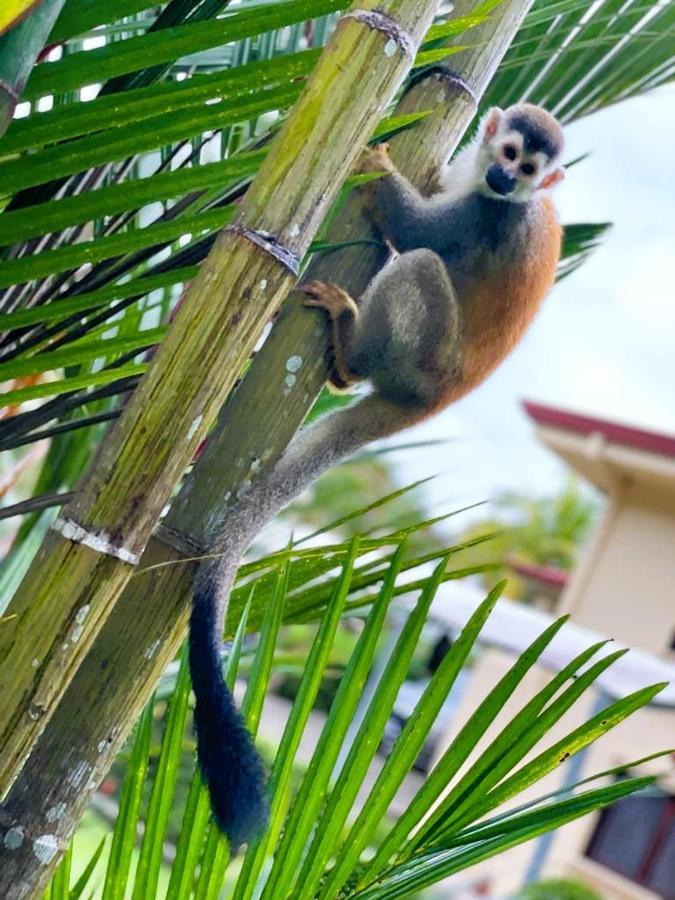 Suenos De Amor! Hermoso Y Acogedor Lugar Quepos Eksteriør bilde