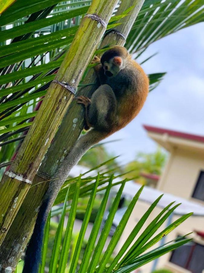 Suenos De Amor! Hermoso Y Acogedor Lugar Quepos Eksteriør bilde